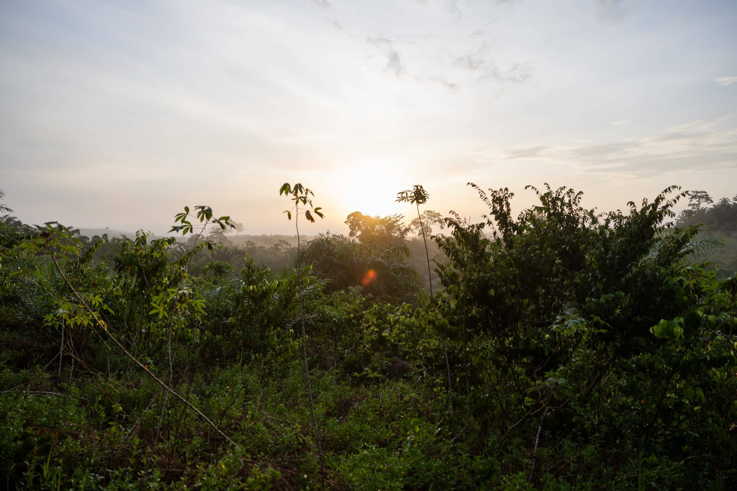 Landschaft der Elfenbeinküste im Sonnenaufgang