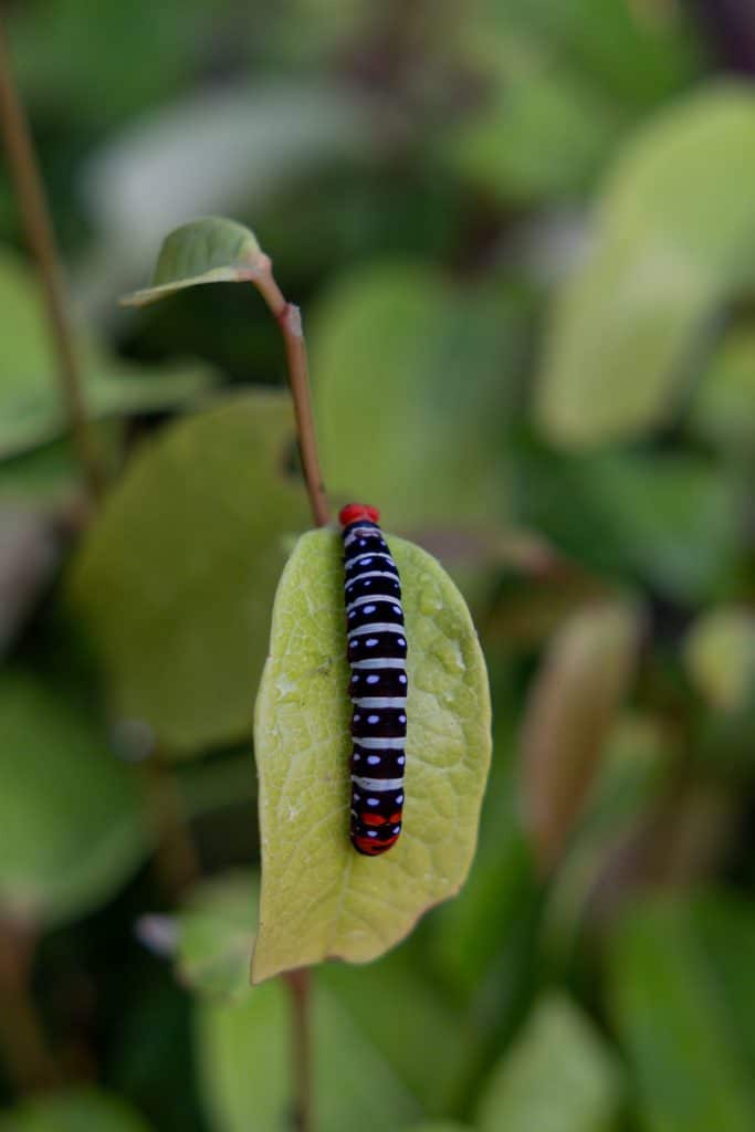 Raupe auf einem Blatt